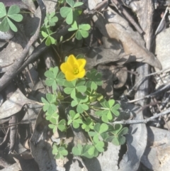 Oxalis sp. at Cook, ACT - 10 Oct 2022 04:09 PM