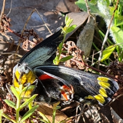 Delias harpalyce (Imperial Jezebel) at Jerrabomberra, ACT - 10 Oct 2022 by Mike