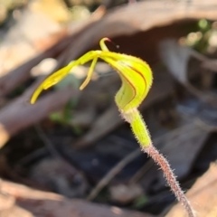 Caladenia atrovespa (Green-comb Spider Orchid) at Jerrabomberra, ACT - 10 Oct 2022 by Mike