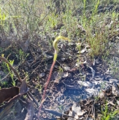 Caladenia atrovespa at Jerrabomberra, ACT - suppressed