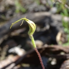 Caladenia atrovespa at Jerrabomberra, ACT - suppressed