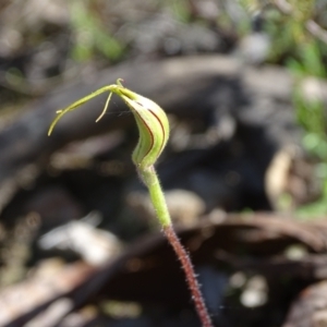 Caladenia atrovespa at Jerrabomberra, ACT - suppressed