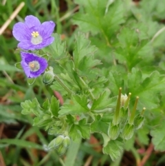 Erodium crinitum (Native Crowfoot) at Hawker, ACT - 8 Oct 2022 by sangio7