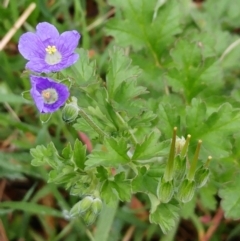 Erodium crinitum (Native Crowfoot) at Hawker, ACT - 7 Oct 2022 by sangio7