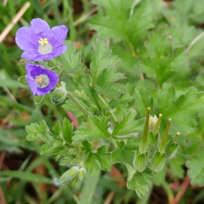 Erodium crinitum (Native Crowfoot) at Hawker, ACT - 8 Oct 2022 by sangio7