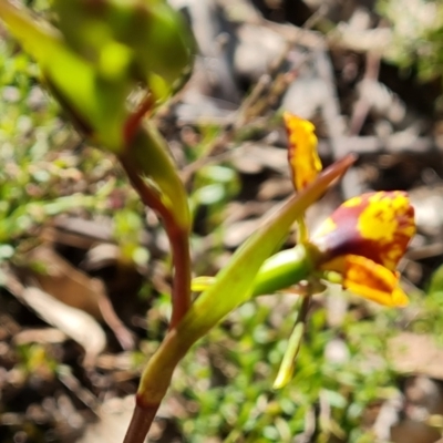 Diuris semilunulata (Late Leopard Orchid) at Jerrabomberra, ACT - 10 Oct 2022 by Mike