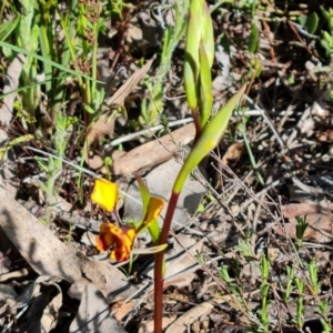 Diuris semilunulata at Jerrabomberra, ACT - suppressed