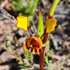 Diuris semilunulata at Jerrabomberra, ACT - suppressed