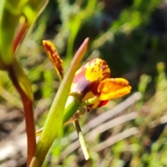 Diuris semilunulata at Jerrabomberra, ACT - suppressed