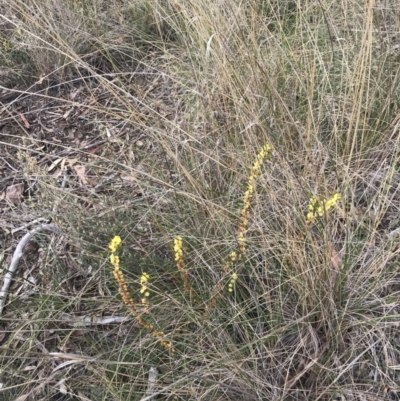 Acacia lanigera var. lanigera (Woolly Wattle, Hairy Wattle) at Black Mountain - 4 Sep 2022 by Tapirlord