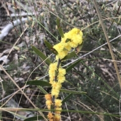 Acacia lanigera var. lanigera at Acton, ACT - 4 Sep 2022