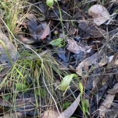 Pterostylis nutans (Nodding Greenhood) at Acton, ACT - 10 Oct 2022 by Jenny54
