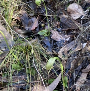 Pterostylis nutans at Acton, ACT - suppressed