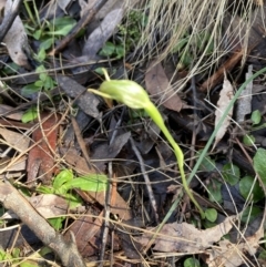 Pterostylis nutans at Acton, ACT - suppressed