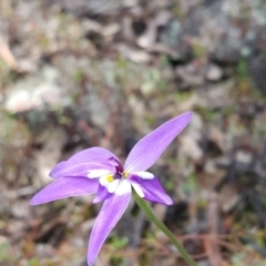 Glossodia major (Wax Lip Orchid) at Black Mountain - 9 Oct 2022 by darrenw