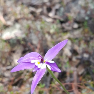 Glossodia major (Wax Lip Orchid) at Bruce, ACT - 9 Oct 2022 by darrenw