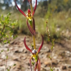 Lyperanthus suaveolens (Brown Beaks) at Black Mountain - 9 Oct 2022 by darrenw