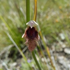 Calochilus platychilus (Purple Beard Orchid) at Bruce, ACT - 10 Oct 2022 by darrenw