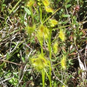 Drosera sp. at Molonglo Valley, ACT - 10 Oct 2022