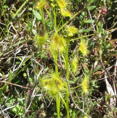 Drosera sp. (A Sundew) at Molonglo Valley, ACT - 10 Oct 2022 by sangio7