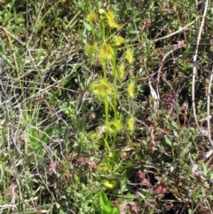 Drosera sp. at Molonglo Valley, ACT - 10 Oct 2022