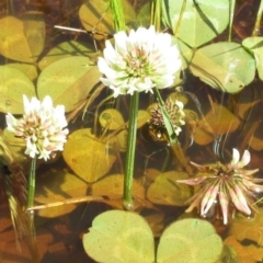 Trifolium repens (White Clover) at Hawker, ACT - 10 Oct 2022 by sangio7