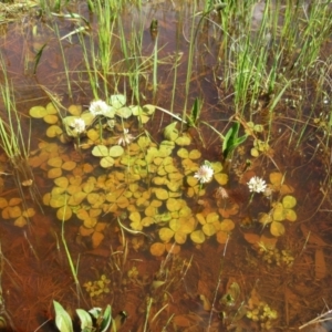 Trifolium repens at Hawker, ACT - 10 Oct 2022