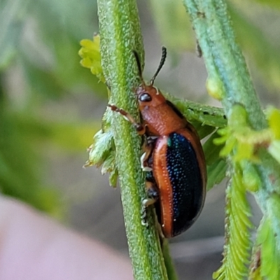 Calomela curtisi (Acacia leaf beetle) at Coree, ACT - 10 Oct 2022 by trevorpreston