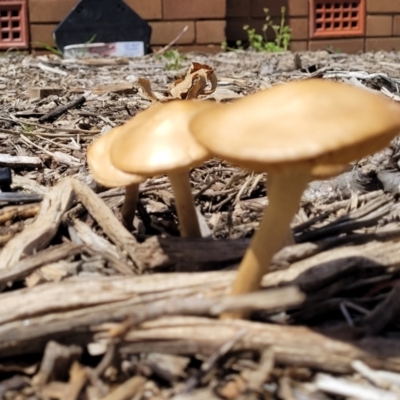 zz agaric (stem; gills not white/cream) at Sullivans Creek, Lyneham South - 10 Oct 2022 by trevorpreston