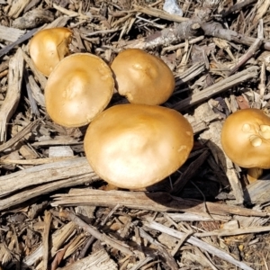 zz agaric (stem; gills not white/cream) at Lyneham, ACT - 10 Oct 2022