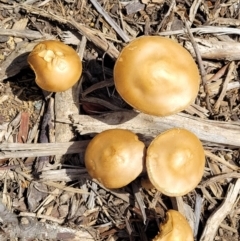 zz agaric (stem; gills not white/cream) at Lyneham, ACT - 10 Oct 2022