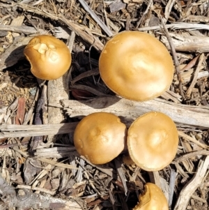 zz agaric (stem; gills not white/cream) at Lyneham, ACT - 10 Oct 2022