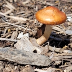 zz agaric (stem; gills not white/cream) at Lyneham, ACT - 10 Oct 2022 by trevorpreston