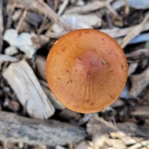 zz agaric (stem; gills not white/cream) at Lyneham, ACT - 10 Oct 2022