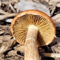 zz agaric (stem; gills not white/cream) at Lyneham, ACT - 10 Oct 2022 01:20 PM