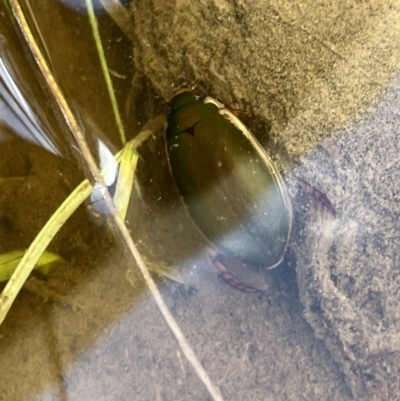 Cybistrinae sp. (subfamily) (A diving beetle) at Murrumbateman, NSW - 10 Oct 2022 by SimoneC