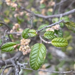 Pomaderris betulina subsp. betulina at Kowen, ACT - 9 Oct 2022