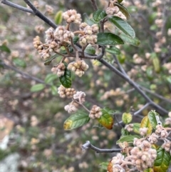 Pomaderris betulina subsp. betulina at Kowen, ACT - 9 Oct 2022