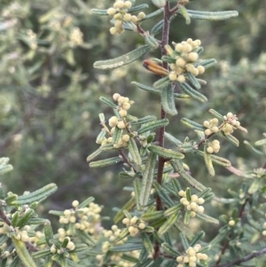 Pomaderris angustifolia at Kowen, ACT - 9 Oct 2022