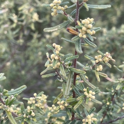 Pomaderris angustifolia (Pomaderris) at Kowen, ACT - 9 Oct 2022 by JaneR