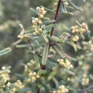 Pomaderris angustifolia at Kowen, ACT - 9 Oct 2022