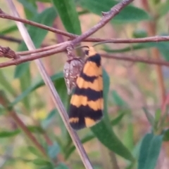 Thallarcha partita (Dark-banded Footman) at Kambah, ACT - 10 Oct 2022 by MichaelBedingfield