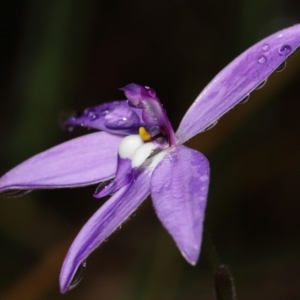 Glossodia major at Acton, ACT - suppressed