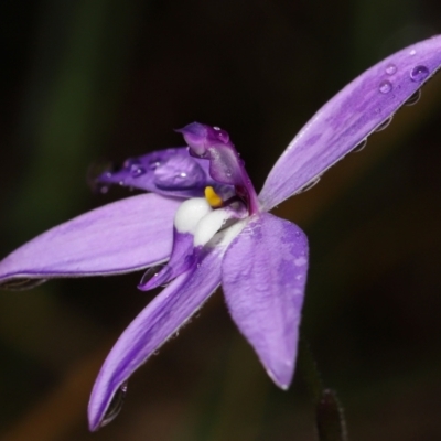 Glossodia major (Wax Lip Orchid) at ANBG - 5 Oct 2022 by TimL