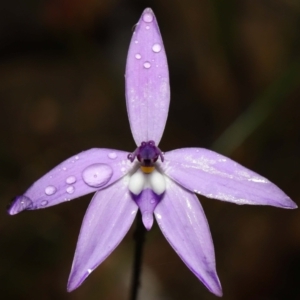 Glossodia major at Acton, ACT - suppressed