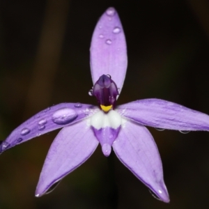 Glossodia major at Acton, ACT - suppressed