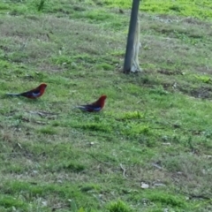 Platycercus elegans (Crimson Rosella) at QPRC LGA - 10 Oct 2022 by clarehoneydove