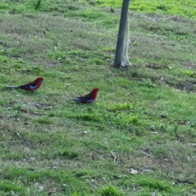 Platycercus elegans (Crimson Rosella) at QPRC LGA - 10 Oct 2022 by clarehoneydove