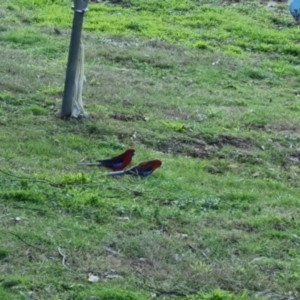 Platycercus elegans at Bungendore, NSW - 10 Oct 2022 06:39 PM