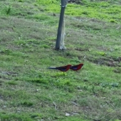 Platycercus elegans at Bungendore, NSW - 10 Oct 2022